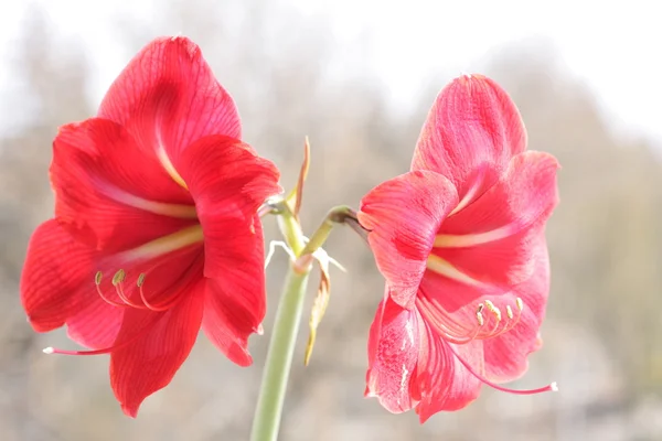 Velký krásný červený květ s tyčinka — Stock fotografie