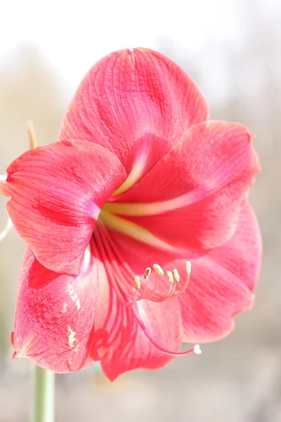 Große schöne rote Blume mit Staubgefäßen — Stockfoto