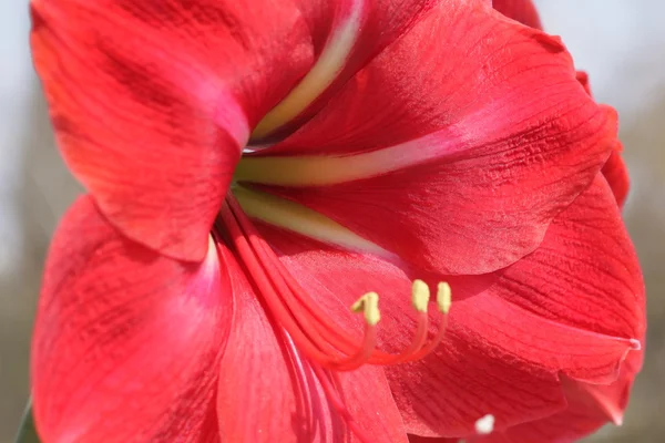 Big beautiful red flower with stamen — Stock Photo, Image