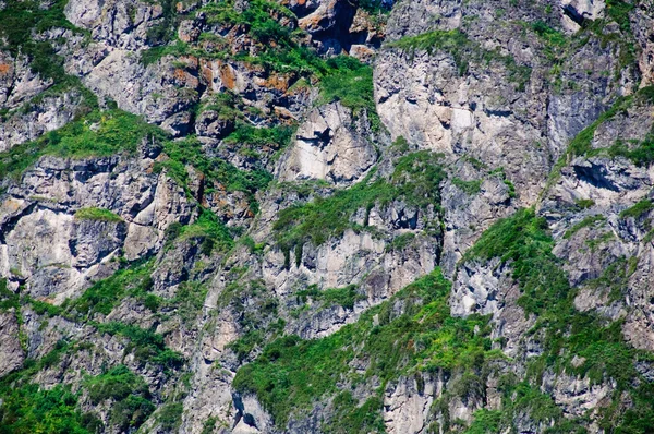 Фон из скалы с зеленым листом — стоковое фото