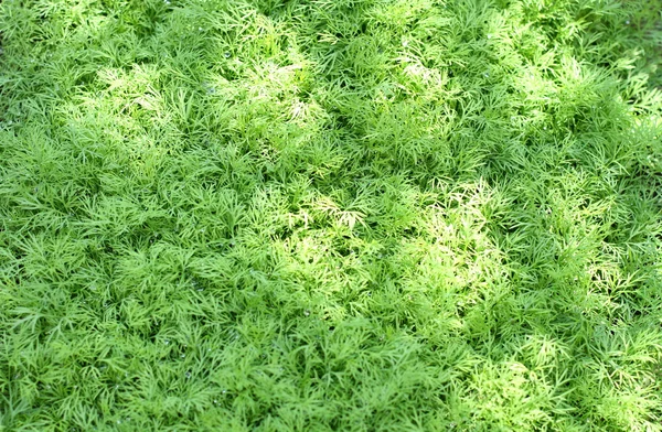 stock image Fennel