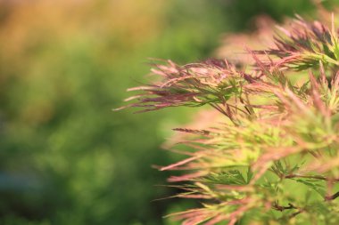 Acer japonicum