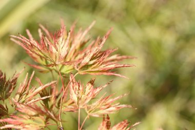 Acer japonicum