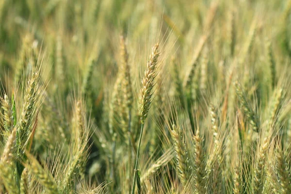 stock image Young wheat