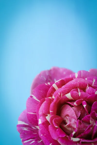 明信片与粉红色的玫瑰 — 图库照片