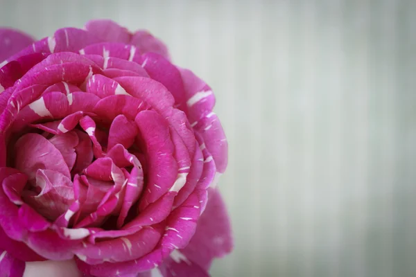 ピンクのバラがレトロな郵便はがき — ストック写真