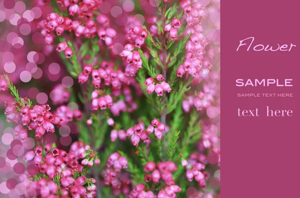 stock image Pink heather