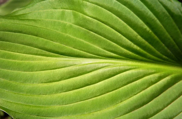 stock image Green leaf