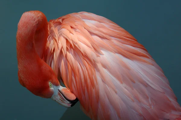 Rosa Flamingo – stockfoto