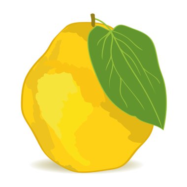 Quince clipart