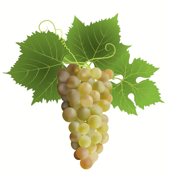 Fehér szőlő — Stock Vector