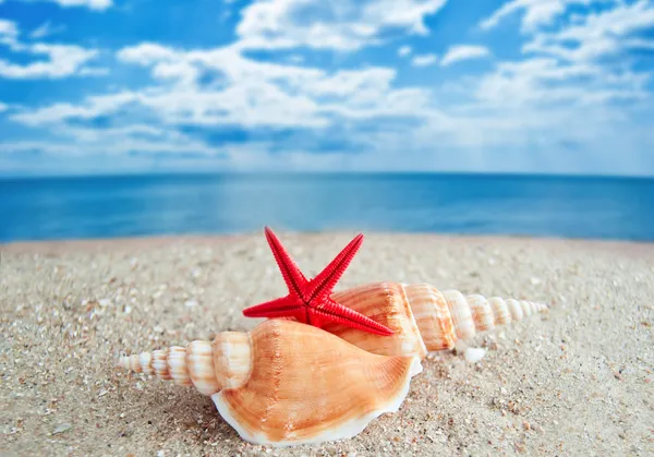 Skořápky a hvězdice na pláži — Stock fotografie