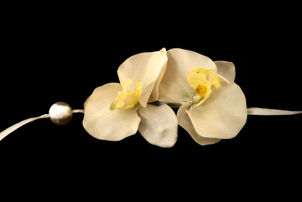 Состав из нежных орхидей — стоковое фото