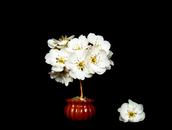 Piccolo albero in fiore — Foto Stock