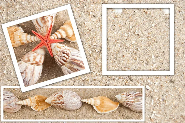 中砂和壳的形式的背景 — 图库照片
