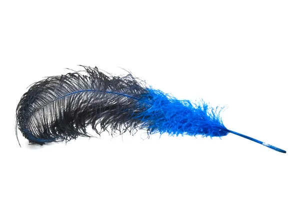 Bright blue ostrich's feather — Stock Photo, Image