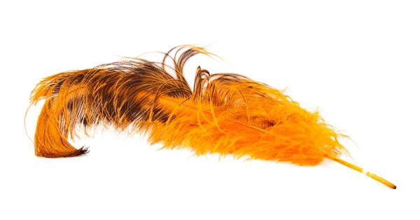 Pena de avestruz laranja brilhante — Fotografia de Stock