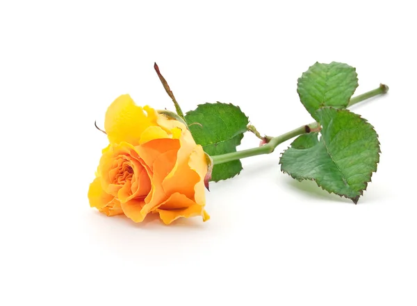 Mooi oranje rose — Stockfoto
