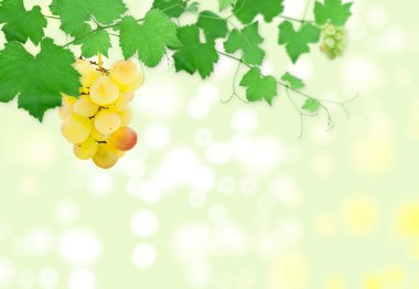 Cluster of ripe grapes clipart