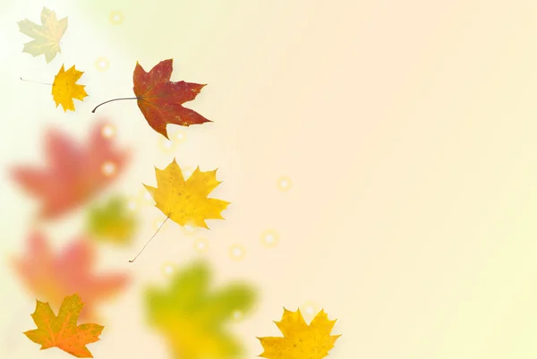 Autumn background from leaves — Stock Photo, Image
