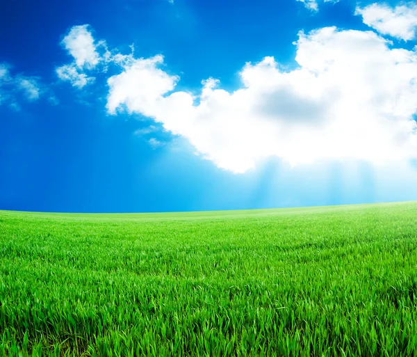 Łąka z trawy i niebo — Zdjęcie stockowe