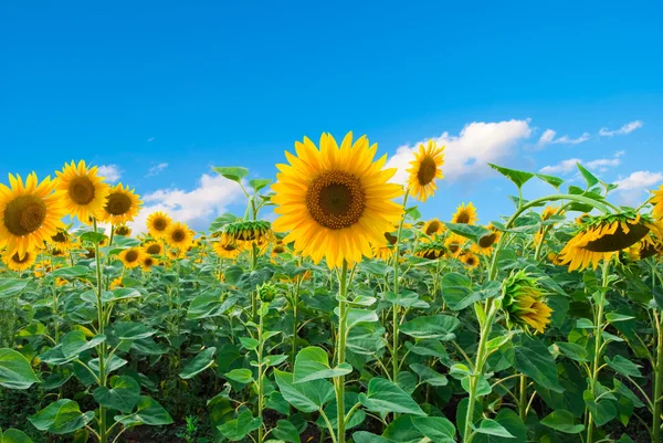 Helles Feld von Sonnenblumen — Stockfoto