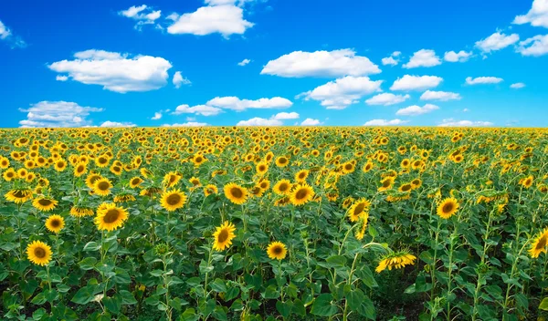 Яскраве поле соняшників — стокове фото