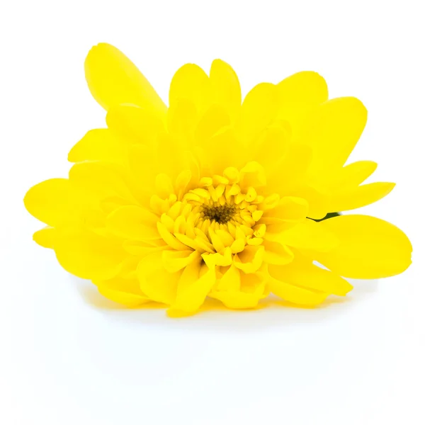 Желтая ромашка на белом фоне — стоковое фото