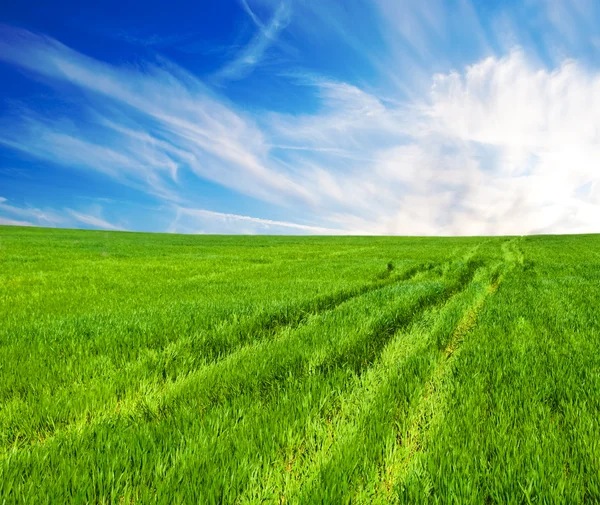 Луг с зеленой травой и небом — стоковое фото