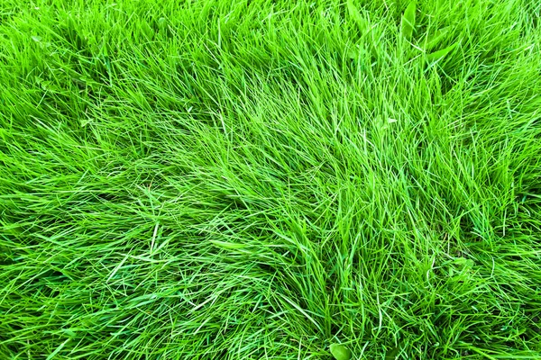 Hintergrund in Form eines grünen Rasens — Stockfoto
