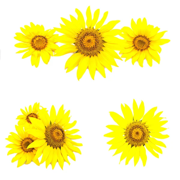 stock image Set of various sunflowers