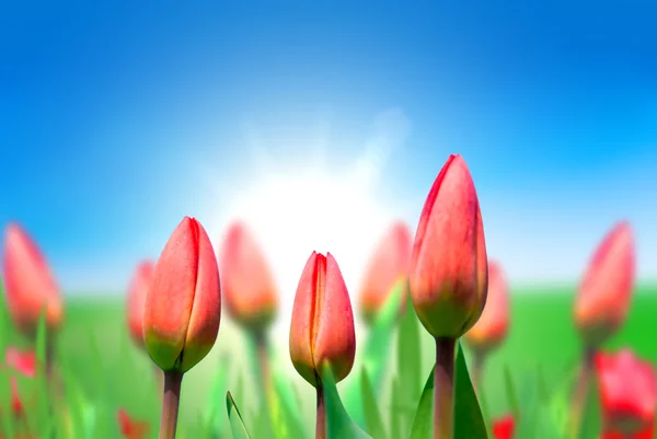 Mladé červené tulipány proti modré obloze — Stock fotografie