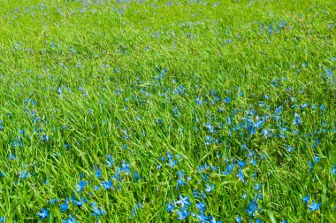 Field of a young green grass clipart