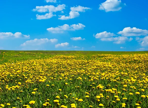 開花のタンポポのフィールド — ストック写真