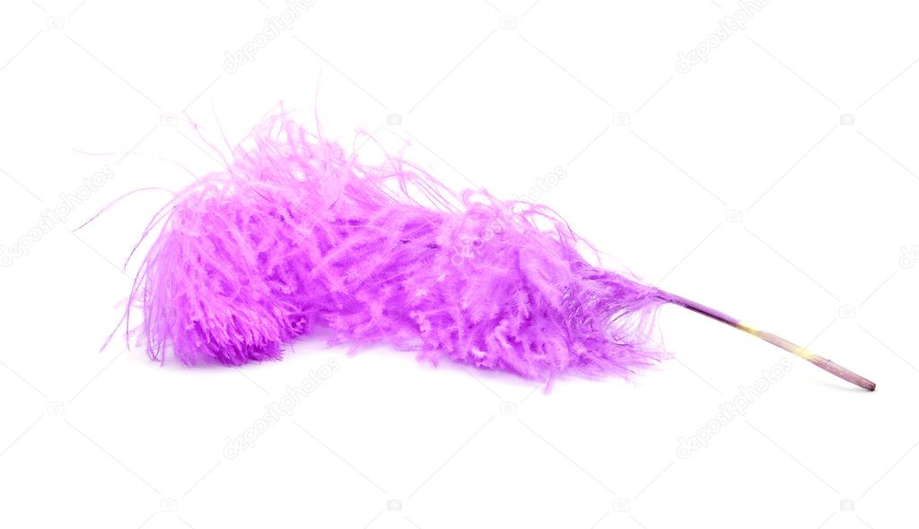 Bright pink ostrich's feather