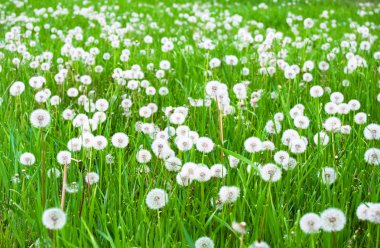 Beyaz tüylü dandelions ile yeşil alan