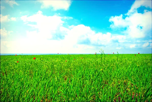 Fält med röda färger av en vallmo — Stockfoto