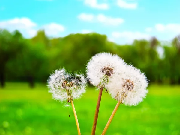 White fluffy dandelions — Stock Photo, Image