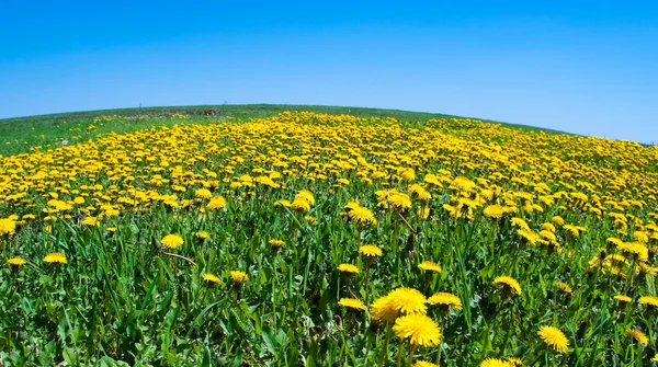 開花のタンポポのフィールド — ストック写真