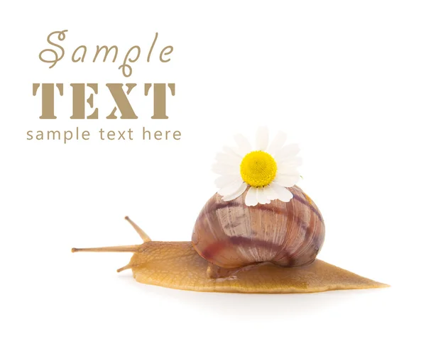 爬行蜗牛与甘菊花 — 图库照片