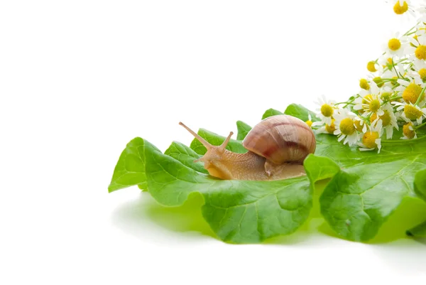 stock image Snail creeping on leaf