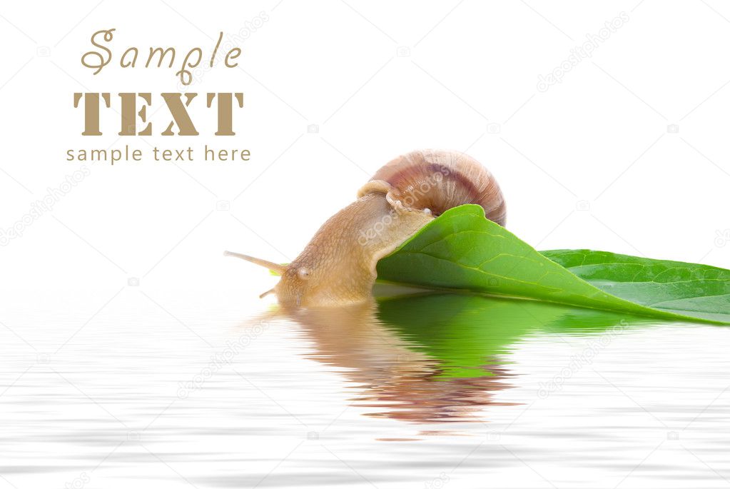 The snail sits on a green leaf