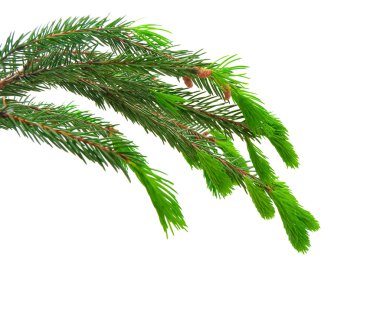 The green spruce branches clipart