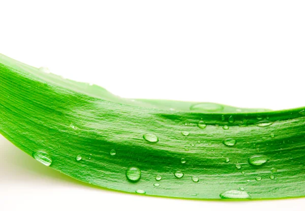 Zelený list s kapkami rosy — Stock fotografie