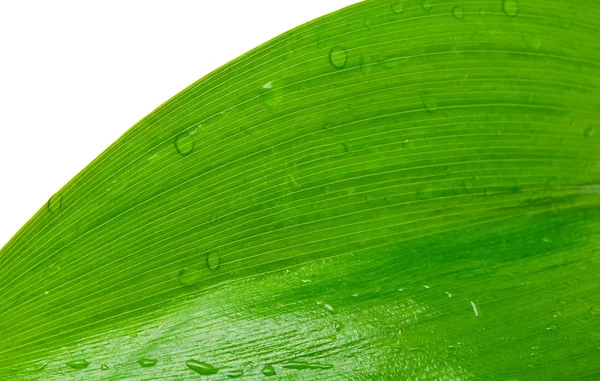 stock image Green leaf with drops of dew