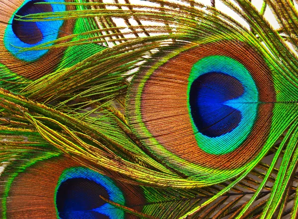Fényes tollak egy páva közelről — Stock Fotó