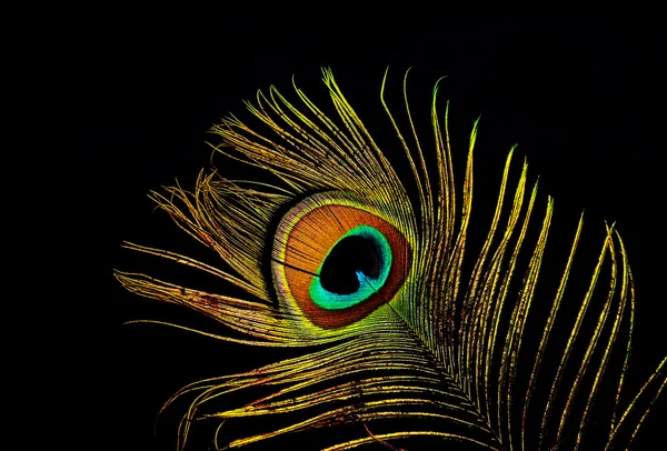 Яркие перья павлина вблизи — стоковое фото