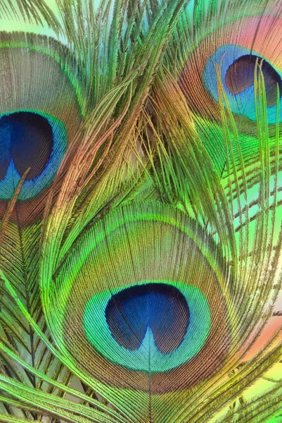 Piume lucenti di un pavone da vicino — Foto Stock