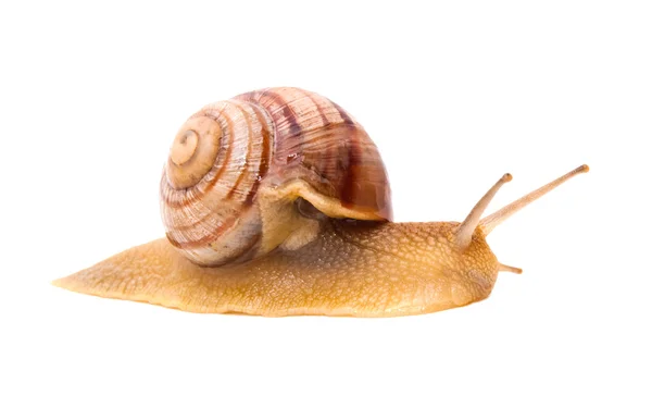 stock image Creeping snail on a white background