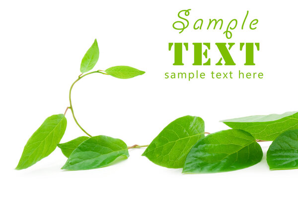 Young green branch with a beautiful bend